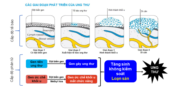 Ung thư là quá trình tích lũy các đột biến gen