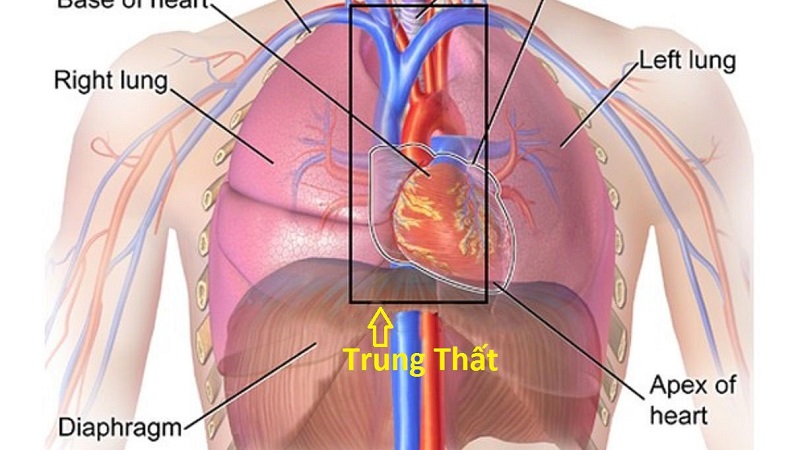 Trung thất được xem là một phần quan trọng chứa các bộ phận của lồng ngực và tiếp giáp với 2 lá phổi