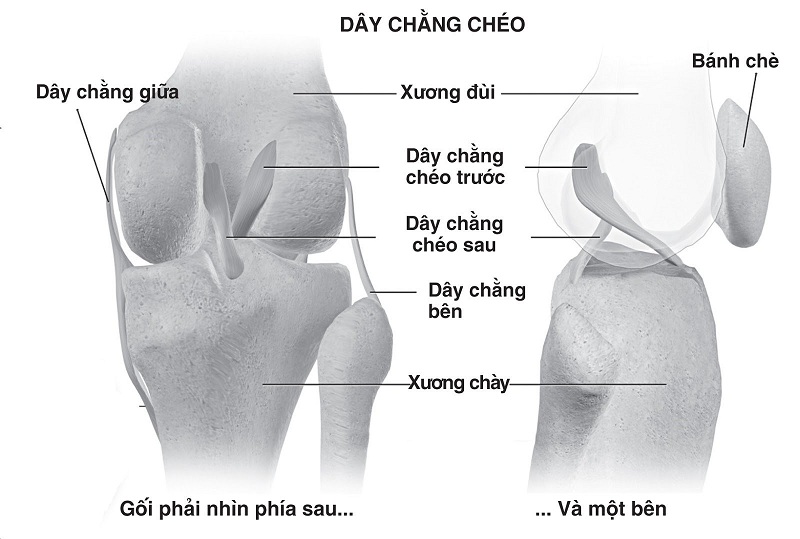 khớp gối kêu lạo xạo