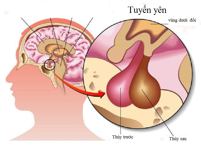 Prolactin mà một hormon được tiết ra từ tế bào lactotroph ở thùy trước tuyến yên