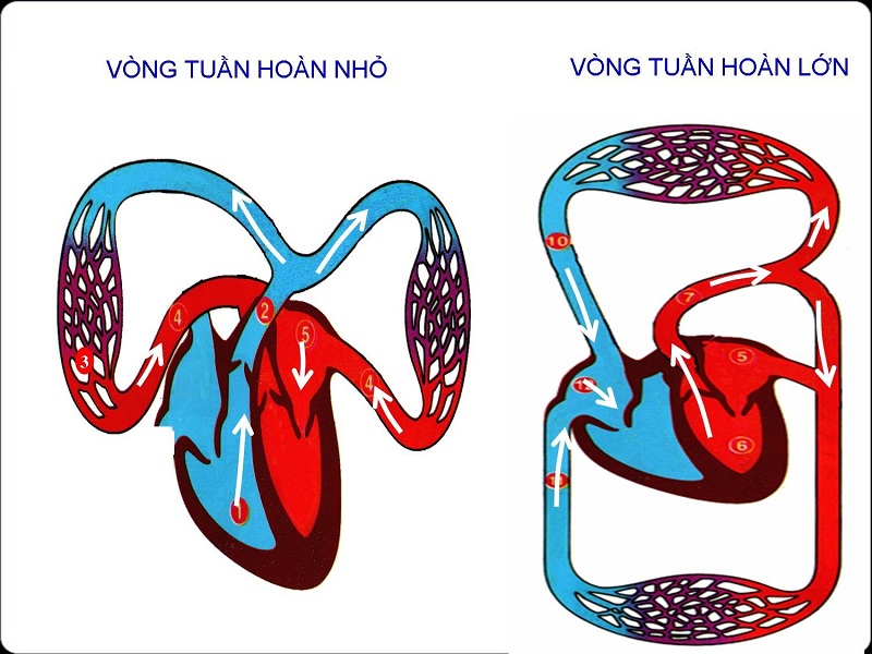 kiểm tra chức năng tuần hoàn