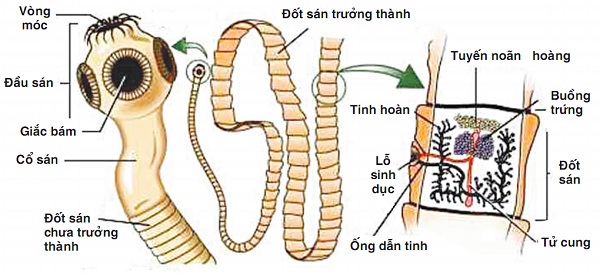 Bệnh ấu trùng sán dây lợn (cysticercosis) do Cysticercus cellulosae là ấu trùng của sán dây lợn Taenia solium gây nên