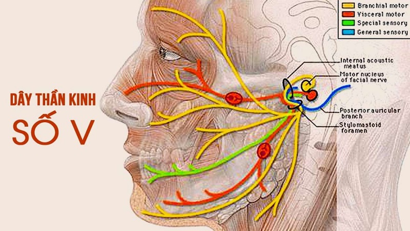 Đau Dây Thần Kinh Tam Thoa Y Học Cổ Truyền: Giải Pháp Hiệu Quả Và An Toàn