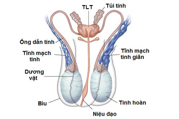 Đặc điểm cấu tạo của tinh hoàn