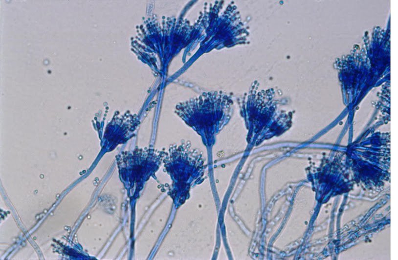 Nấm Aspergillus