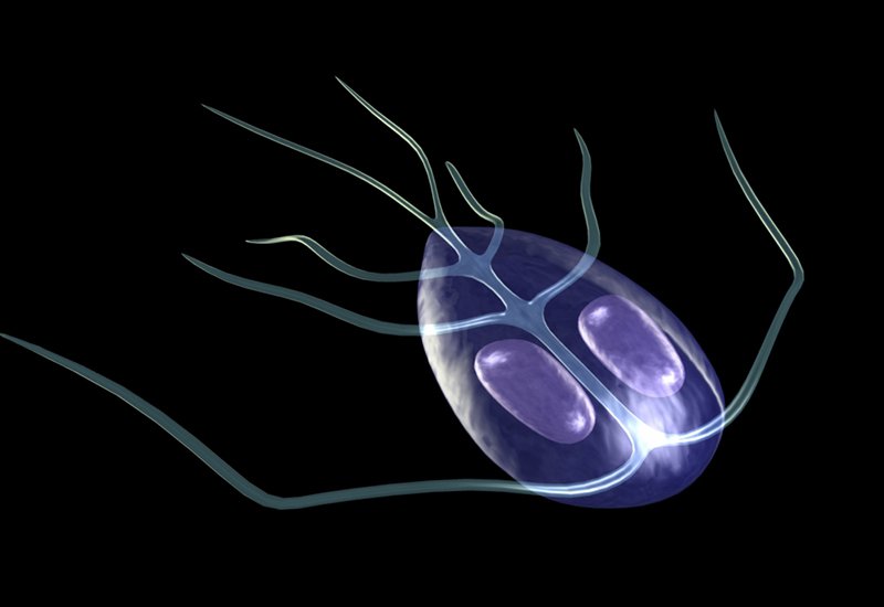 Ký Sinh Trùng Giardia: Nguyên Nhân, Triệu Chứng và Cách Phòng Ngừa Hiệu Quả