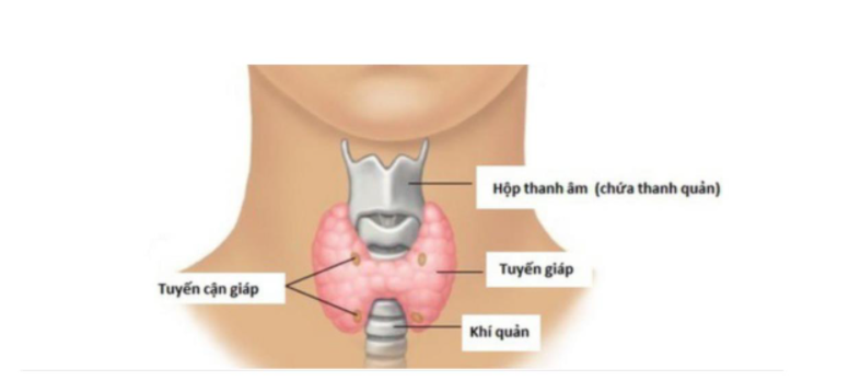 Suy cận giáp là bệnh không thường gặp, tuy nhiên nếu không được chẩn đoán và điều trị kịp thời, sẽ để lại ảnh hương đến sức khoẻ