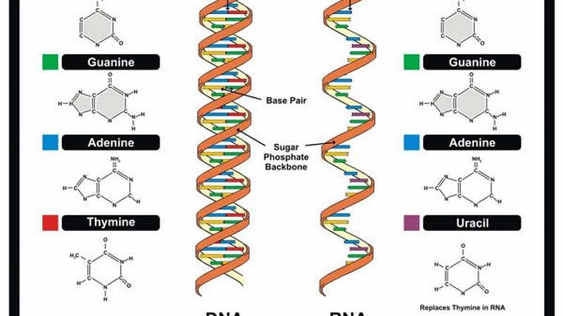 Gen là một đoạn của phân tử DNA có vai trò kiểm soát cách thức hoạt động của tế bào về chu kì sống