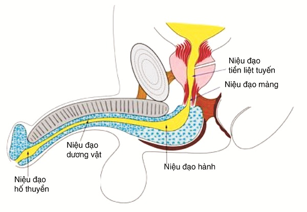 Niệu Đạo Màng Là Gì? Khám Phá Chức Năng và Các Bệnh Lý Thường Gặp