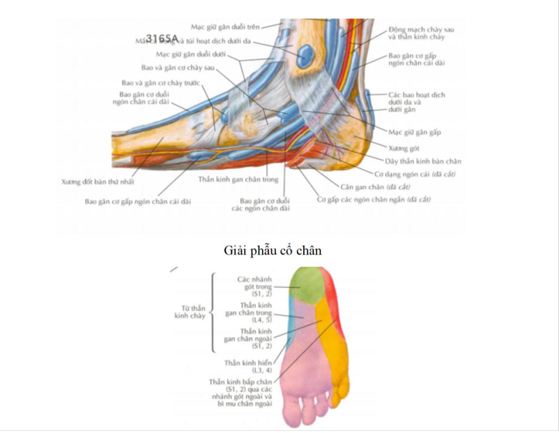 Chi phối cảm giác da lòng bàn chân