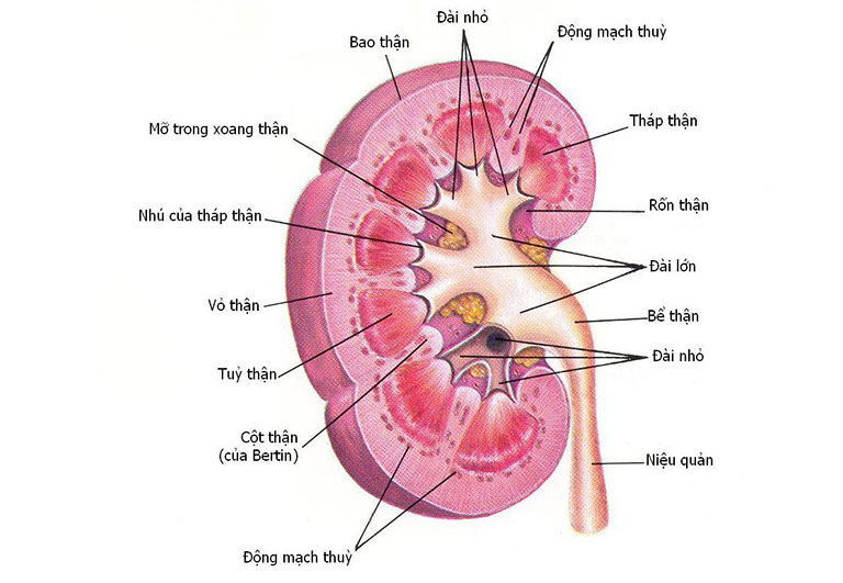 Cấu tạo của thận gồm những gì? Khám phá chi tiết từng thành phần và chức năng