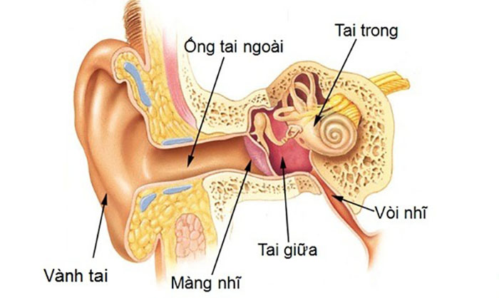 Cấu Tạo Của Tai Người: Khám Phá Cơ Quan Thính Giác Và Chức Năng Tuyệt Vời