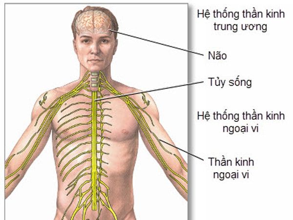 thần kinh ngoại biên bao gồm các vùng tổ chức chi phối chức năng vận động và cảm giác của con người