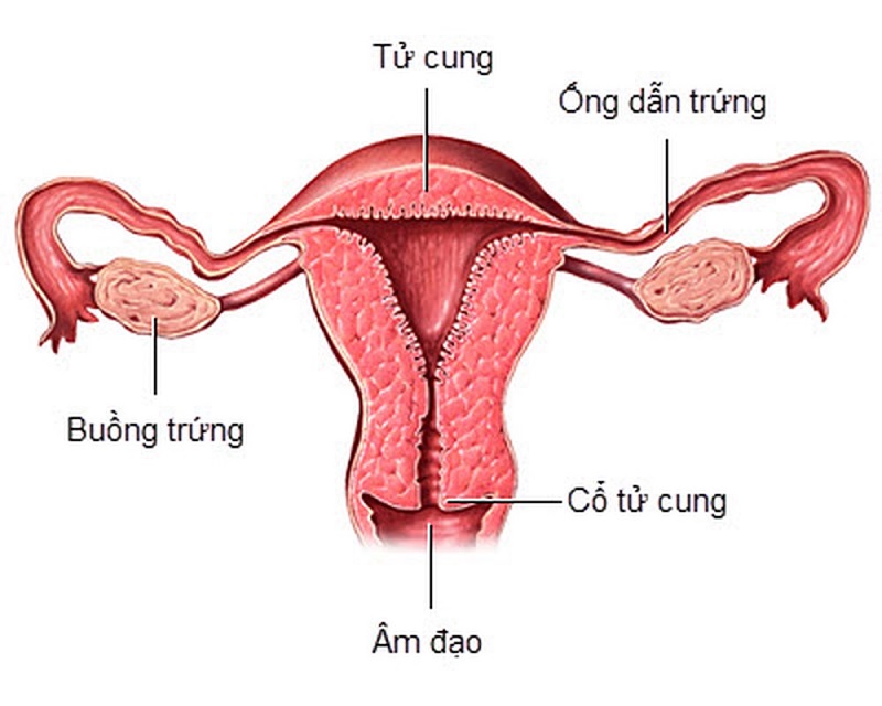 Tử cung có chiều dài từ 6 đến 8 cm,độ dày thành tử cung khoảng 2 đến 3 cm