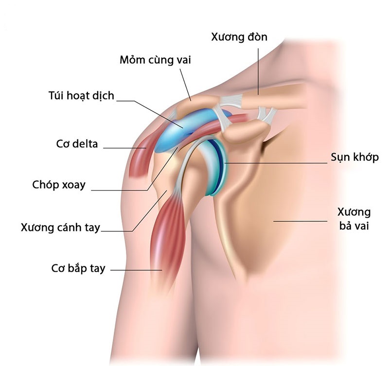 Chóp xoay là một nhóm gân tại khớp vai, được cấu tạo bởi 4 gân