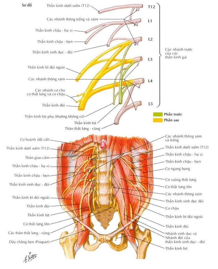 Cơ Chế Bệnh Down: Tìm Hiểu Nguyên Nhân, Triệu Chứng Và Cách Chăm Sóc