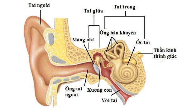 Tai giữa gồm hòm tai, vòi nhĩ và các xoang chũm