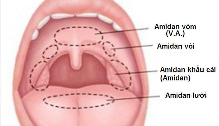 Giàu mạng lưới lympho bào gồm hệ thống các Amidan thuộc vòng bạch huyết Waldeyer