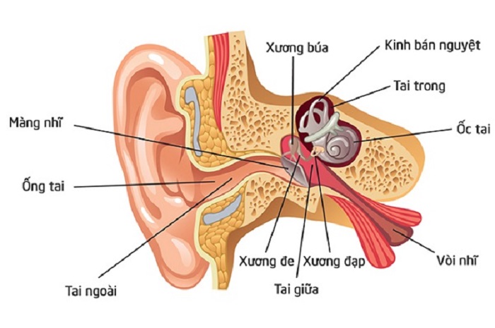 Vòi Eustache: Chức Năng, Bệnh Lý và Cách Điều Trị Hiệu Quả