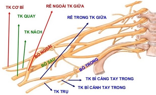 Bệnh Đơn Dây Thần Kinh Chi Trên: Nguyên Nhân, Triệu Chứng Và Cách Điều Trị Hiệu Quả