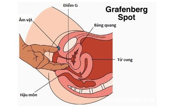 Âm đạo cấu tạo là mô cơ có hình ống dẹt nối giữa cổ tử cung và âm hộ phía bên ngoài.