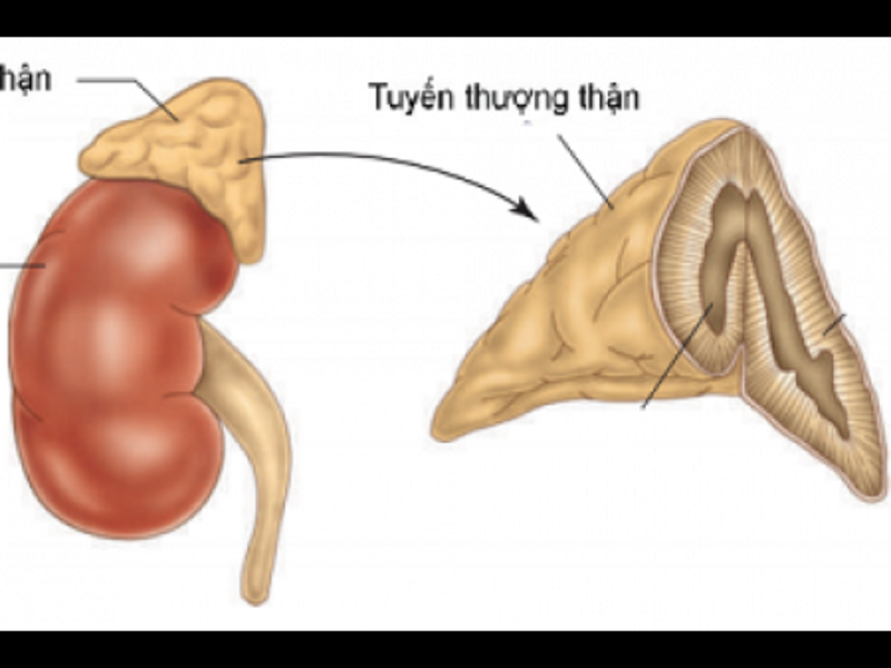 Hình ảnh mô tả tuyến thượng thận trong cơ thể con người