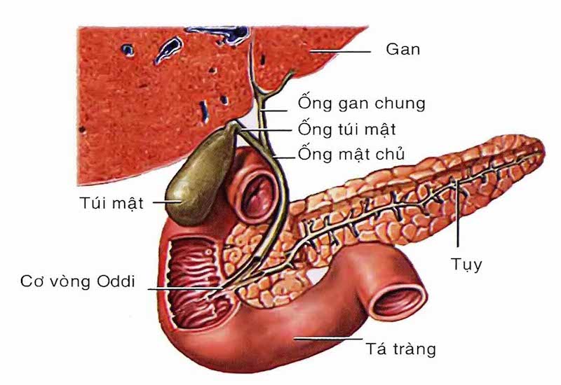 Vị trí của cơ vòng Oddi