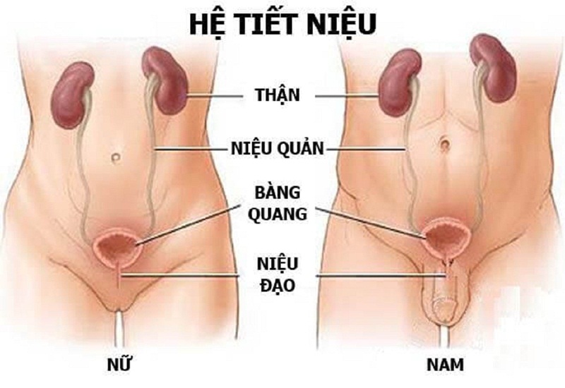 Đặc điểm cấu tạo hệ tiết niệu cũng là yếu tố làm tăng nguy cơ nhiễm trùng đường tiết niệu