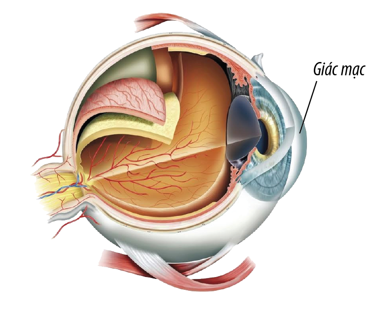 Giác mạc là bộ phận đầu tiên tiếp xúc với môi trường bên ngoài nên rất dễ bị tổn thương