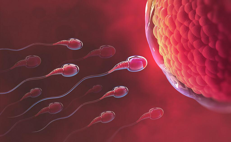 Xuất tinh ít có thụ thai được không phụ thuộc vào nhiều yếu tố