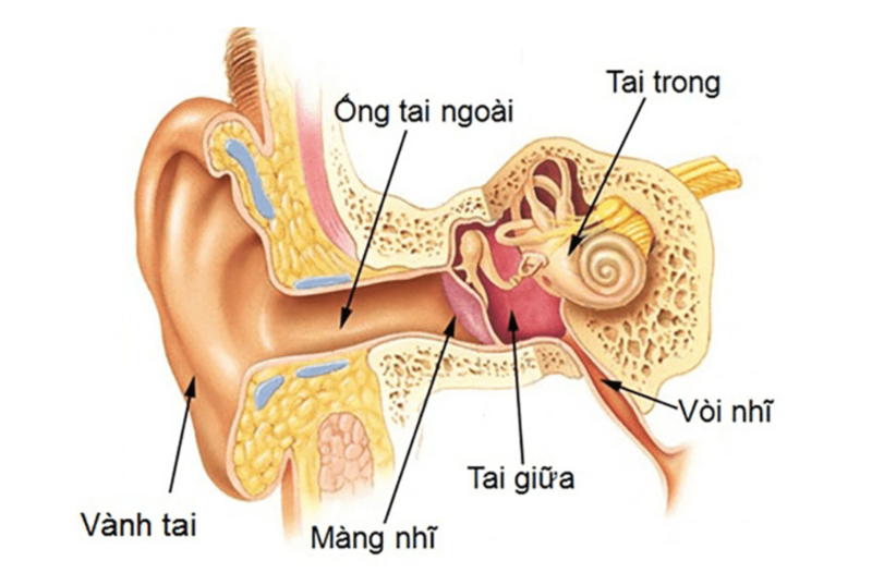 Tai giữa là khu vực dễ mắc viêm nhiễm nhất, đặc biệt ở trẻ nhỏ