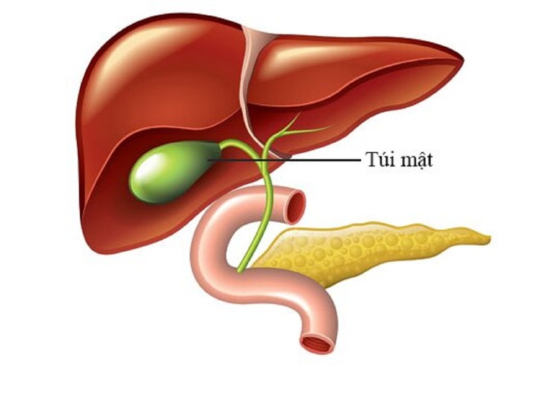 Dịch mật có tác dụng gì