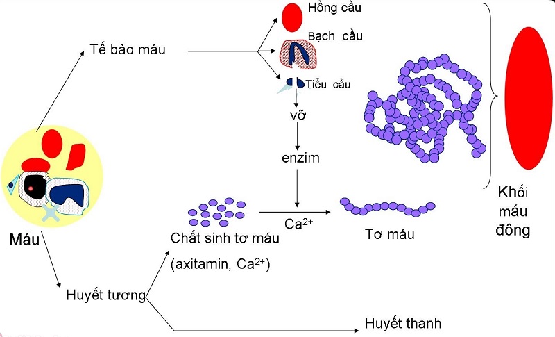 Khi nội thành mạch bị tổn thương, cơ thể sẽ nhanh chóng kích hoạt phản ứng đông máu, cuối cùng tạo nên cục máu đông che kín vết thương