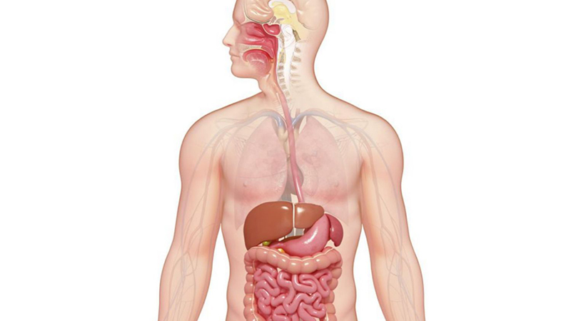 Duy trì ăn uống hợp lý giúp hệ tiêu hóa khỏe mạnh