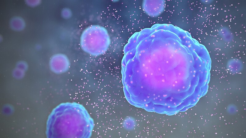 Tế bào Lympho có vai trò quan trọng với hệ miễn dịch