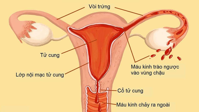 Nội mạc tử cung có chức năng gì và các bệnh lý thường gặp