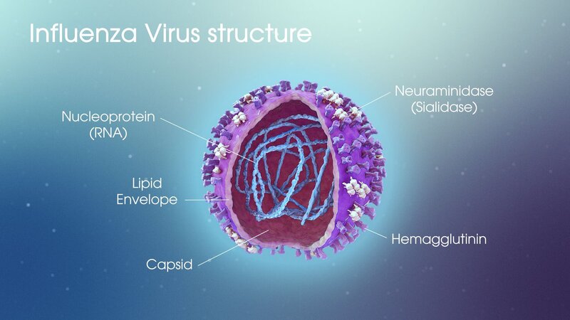  Virus là tác nhân phổ biến gây viêm đường hô hấp