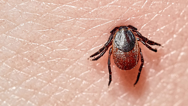 Xoắn khuẩn gây bệnh Lyme thường kí sinh ở một số động vật