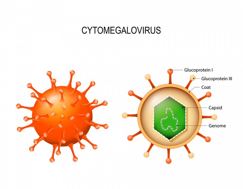 Virus Cytomegalo