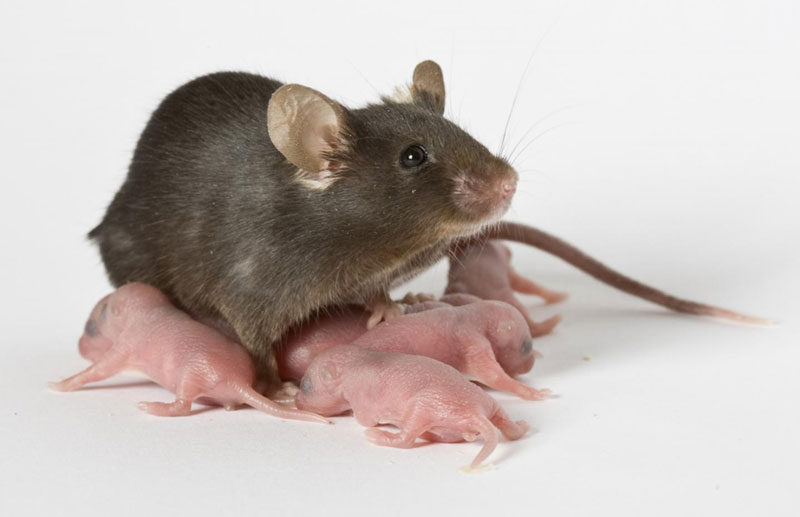 Chuột là vật chủ trung gian gây bệnh dịch hạch