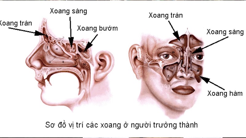 Vị trí các xoang trên mặt