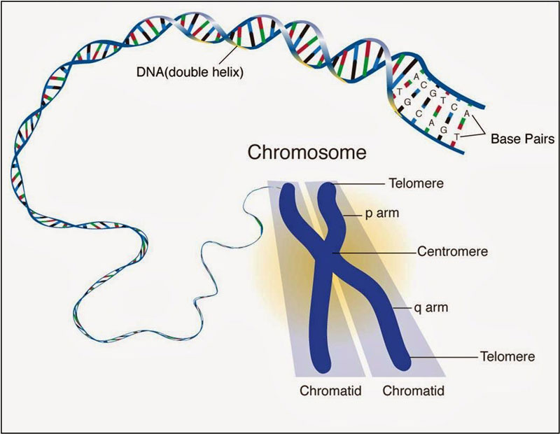 Cấu trúc nhiễm sắc thể được tạo nên từ phân tử ADN và Protein