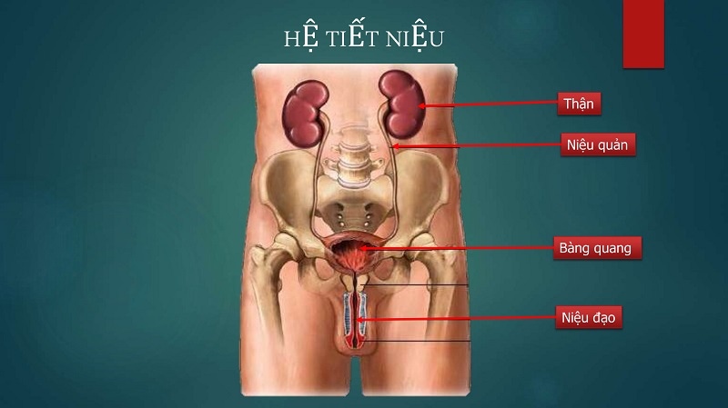 Nếu để lâu hẹp niệu đạo có thể gây nhiễm khuẩn ngược lên các cơ quan khác trong hệ niệu đạo