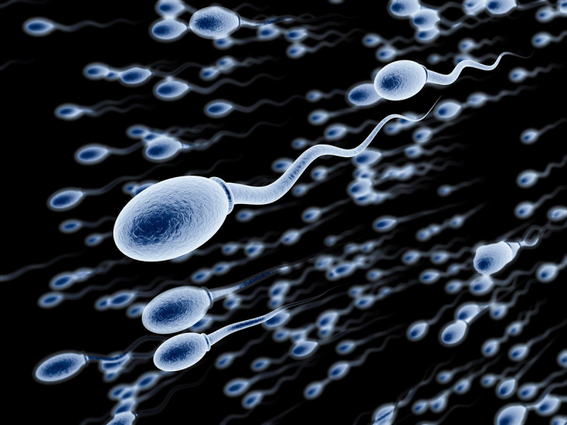 Tinh trùng là yếu tố quyết định đến sự thành công của quá trình thụ thai