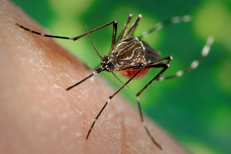 Triệu chứng sốt xuất huyết Dengue
