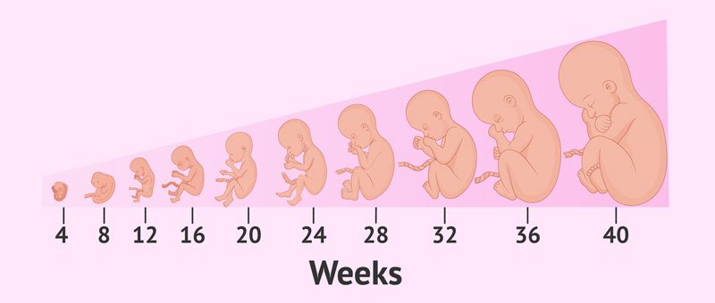 Sự phát triển của thai nhi trong bụng mẹ
