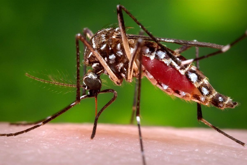 Muỗi truyền bệnh sốt xuất huyết có tên là gì, lây bệnh ra sao? | Medlatec