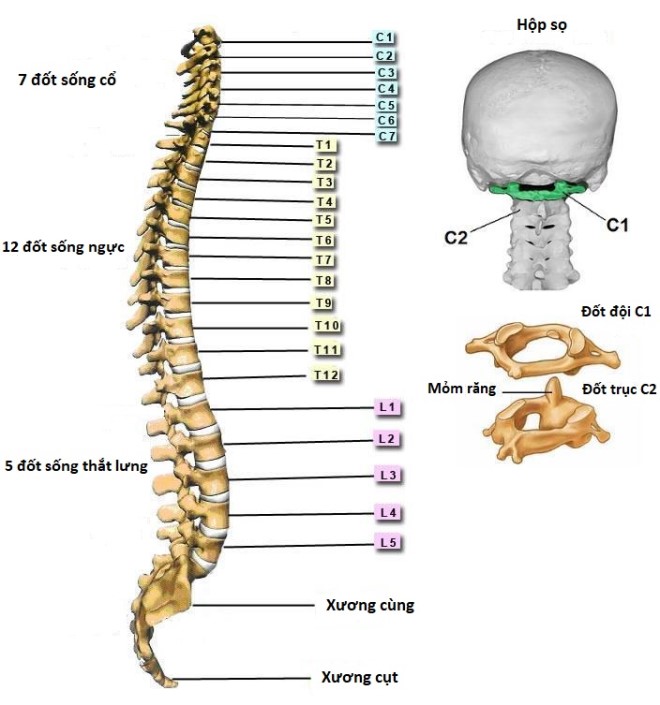 4. Chăm sóc và phục hồi sau điều trị xẹp đốt sống D12