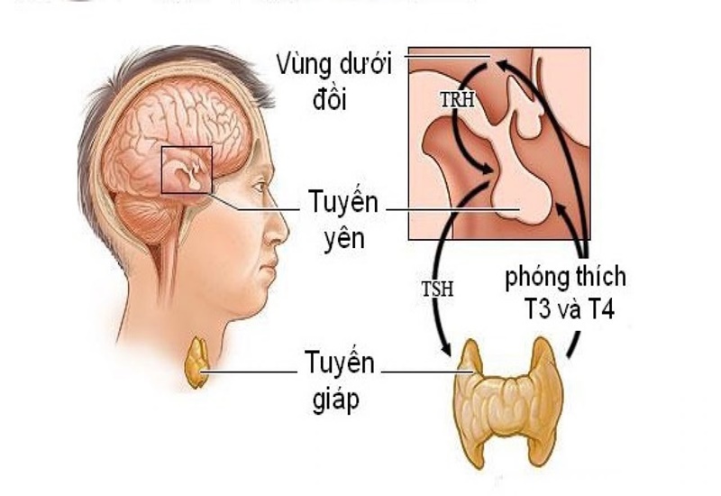 Vùng dưới đồi có kích thước rất nhỏ