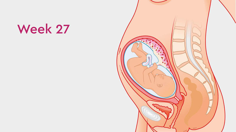 Chúng ta cần nắm được các chỉ số cơ bản của thai 27 tuần